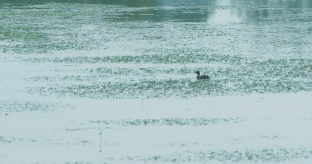 Patos nadando en el lago — Vídeos de Stock