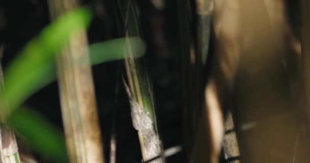 Luz solar fluindo através da floresta de bambu — Vídeo de Stock