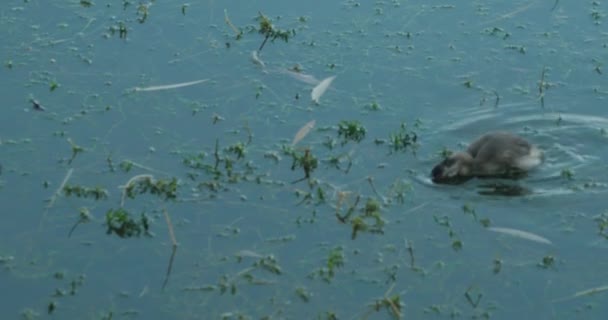 Patos nadando en el lago — Vídeos de Stock