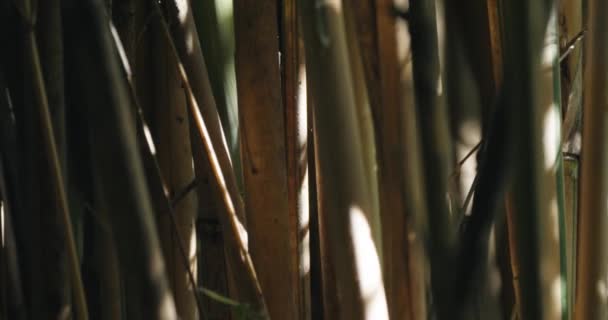 Luz solar fluindo através da floresta de bambu — Vídeo de Stock