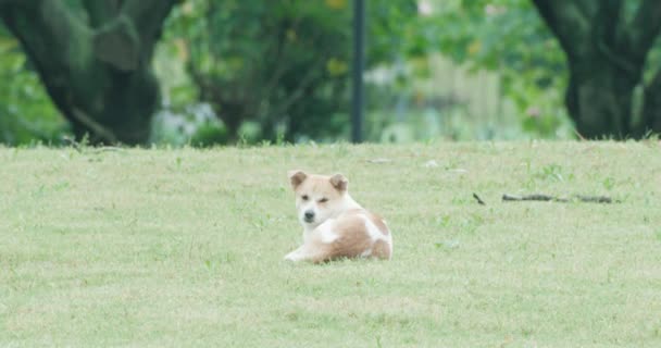 Hond in het park — Stockvideo