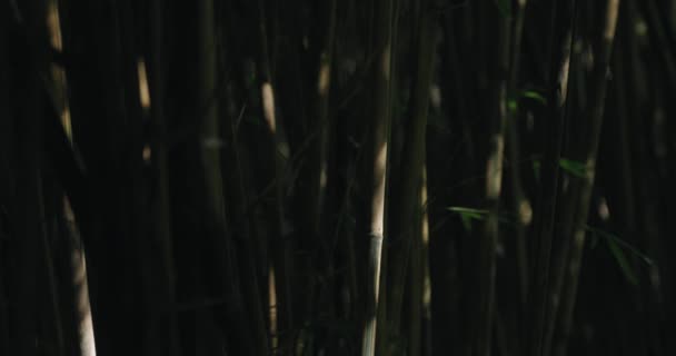 La lumière du soleil coule à travers la forêt de bambous — Video
