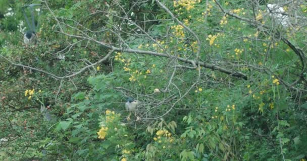 Vogel und Mensch im Park — Stockvideo