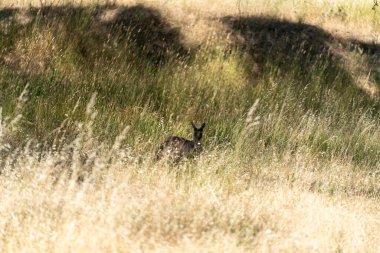 Vahşi Kangurular Kuru Avustralya Çalılıklarında Dinleniyor ve Taşınıyor