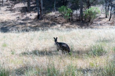 Vahşi Kangurular Kuru Avustralya Çalılıklarında Dinleniyor ve Taşınıyor