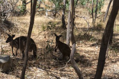 Vahşi Kangurular Kuru Avustralya Çalılıklarında Dinleniyor ve Taşınıyor