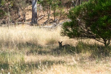 Vahşi Kangurular Kuru Avustralya Çalılıklarında Dinleniyor ve Taşınıyor