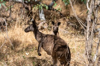 Vahşi Kangurular Kuru Avustralya Çalılıklarında Dinleniyor ve Taşınıyor