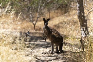 Vahşi Kangurular Kuru Avustralya Çalılıklarında Dinleniyor ve Taşınıyor