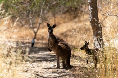 Vahşi Kangurular Kuru Avustralya Çalılıklarında Dinleniyor ve Taşınıyor