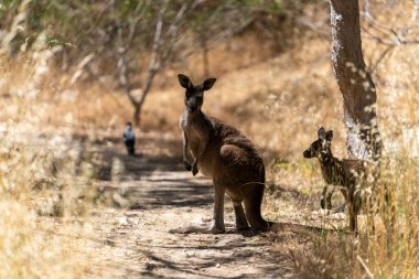Vahşi Kangurular Kuru Avustralya Çalılıklarında Dinleniyor ve Taşınıyor
