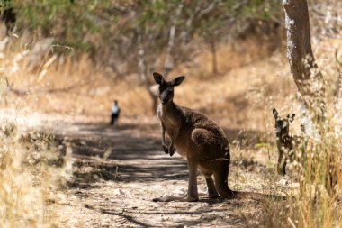 Vahşi Kangurular Kuru Avustralya Çalılıklarında Dinleniyor ve Taşınıyor