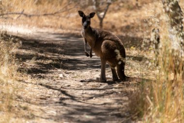 Vahşi Kangurular Kuru Avustralya Çalılıklarında Dinleniyor ve Taşınıyor