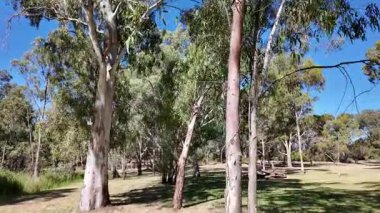 Avustralya 'nın doğal ortamında yürüyüş.