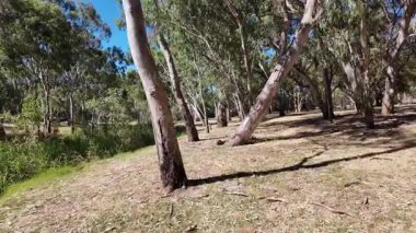 Avustralya 'nın doğal ortamında yürüyüş.