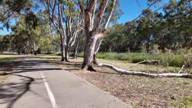Avustralya 'nın doğal ortamında yürüyüş.