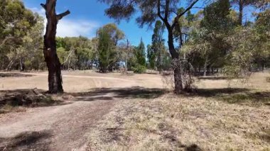 Avustralya 'nın doğal ortamında yürüyüş.