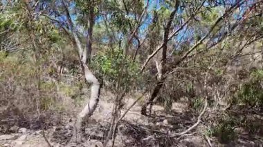 Avustralya 'nın doğal ortamında yürüyüş.