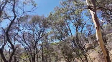 Avustralya 'nın doğal ortamında yürüyüş.