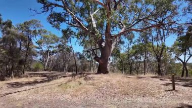 Avustralya 'nın doğal ortamında yürüyüş.