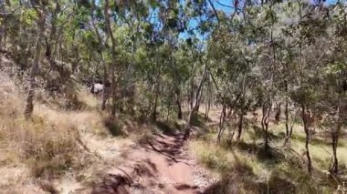 Avustralya 'nın doğal ortamında yürüyüş.