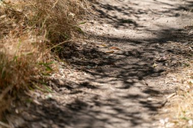 Avustralya 'daki Ormanlık Ormanda Kuru Çalılık Yürüme Yolu