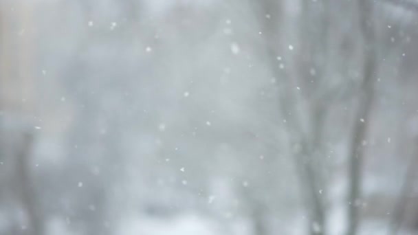 Hermosa caída de nieve-2 — Vídeos de Stock