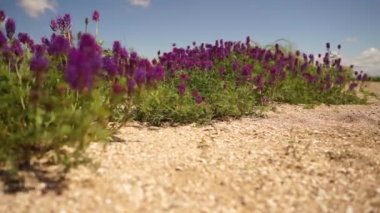 Rüzgarda sallanan mor çiçekler