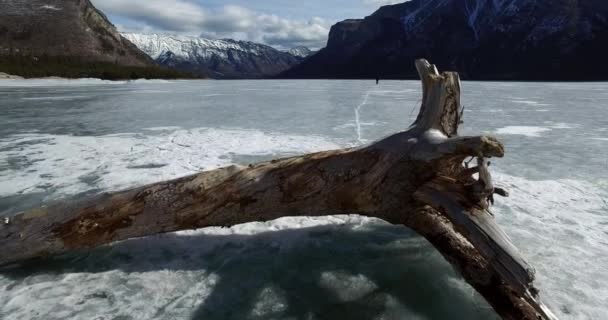 Tilt shot from driftwood to Rocky Mountains, Banff National Park, Alberta, Canada — Stock Video