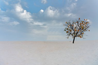 Kum tepesinde, bulutlu bir günde yalnız renkli bir ağaç. 