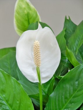 Yeşil yapraklı beyaz çiçek