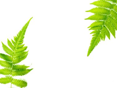 Beyaz arkaplanda erkek eğreltiotu