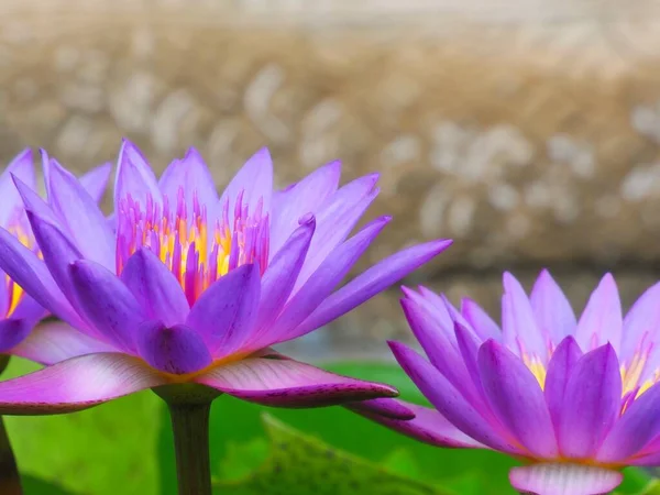 池の蓮の花の写真 — ストック写真