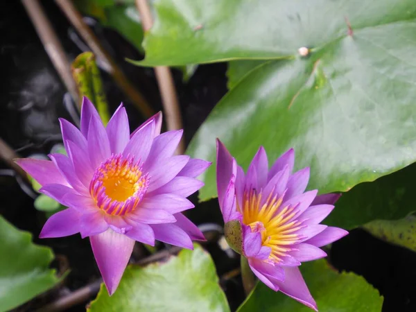 池の蓮の花の写真 — ストック写真