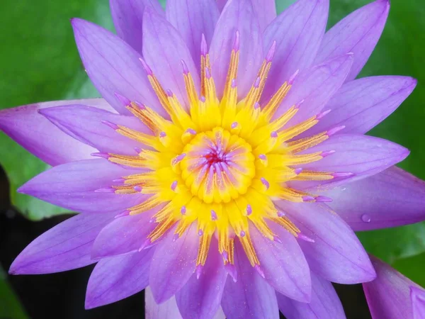 池の蓮の花の写真 — ストック写真
