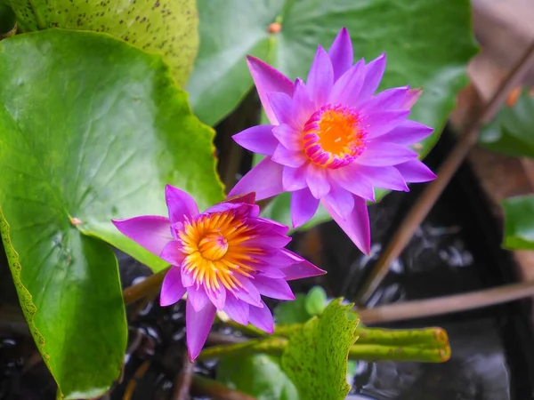 池の蓮の花の写真 — ストック写真