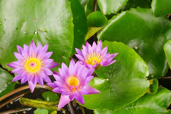 池の蓮の花の写真 — ストック写真