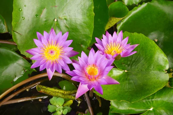 池の蓮の花の写真 — ストック写真