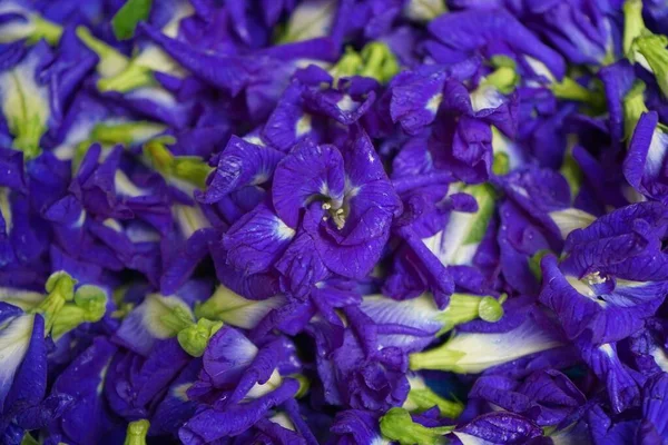 Foto Flores Guisante Frescas Utilizadas Para — Foto de Stock