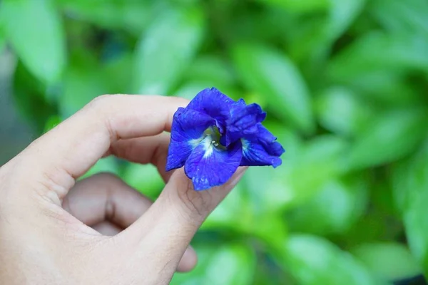 Foto Flores Guisante Frescas Utilizadas Para — Foto de Stock