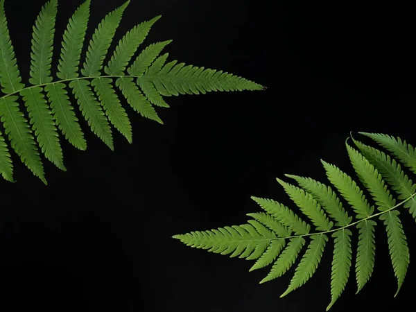 Male Fern Black Background — Stock Photo, Image