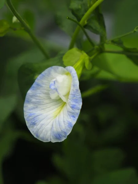 Foto Von Frischen Erbsenblüten Für Tee — Stockfoto