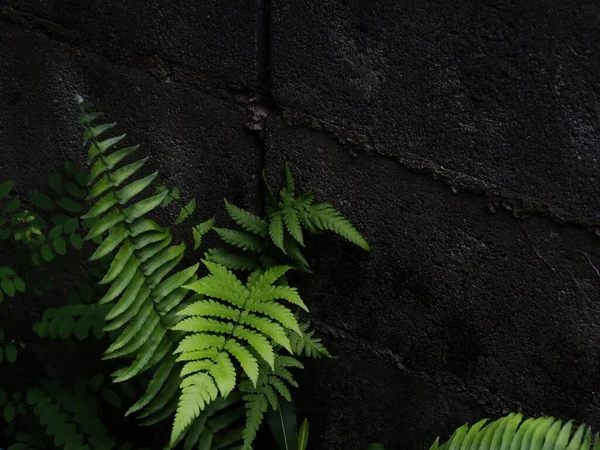 Photo of a Male fern beside a concrete wall.