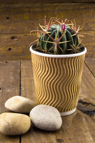 Small cactus in a coffee cup on rustic wood backround with pebbl — Stock Photo, Image