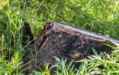 Ağaç kütüğü kesmek