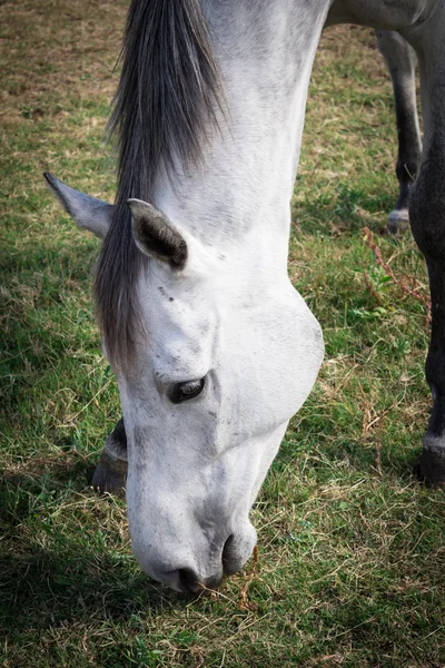 Close up of white horse head bending down eating grass