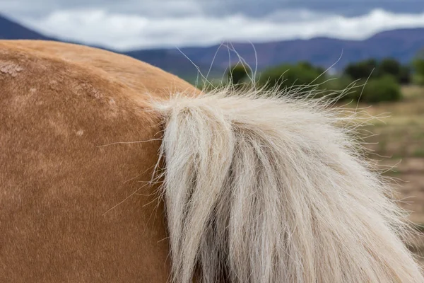 Chestnut horse tail close up outdoors on a cloudy day - selective focus