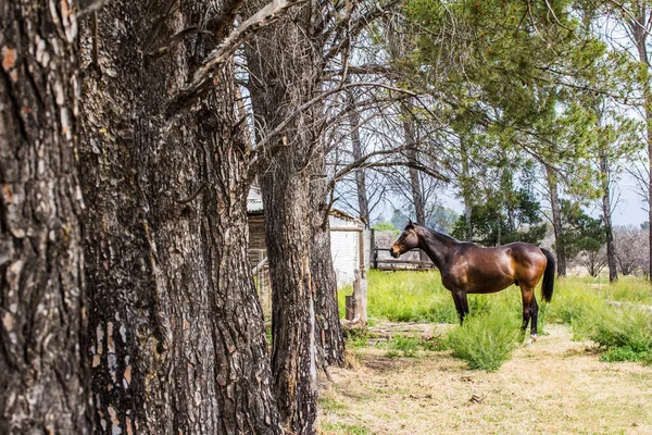 Bir sıra ağacın yanında duran at - yalnız kahverengi at