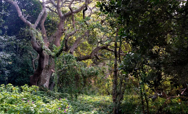 Sous Bois Arboré Boisé Avec Vignes Arbustes Fleurs Sauvages Arrière — Photo