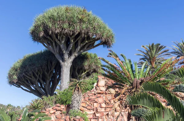 ポートエリザベス 南アフリカのハッピーバレーでのドラゴンの木 植物名はDracena Fookerianaです — ストック写真